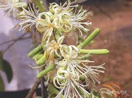 Alangium lamarckii flower2.jpg